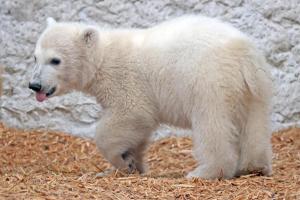 Karlsruhe - Zoo Karlsruhe